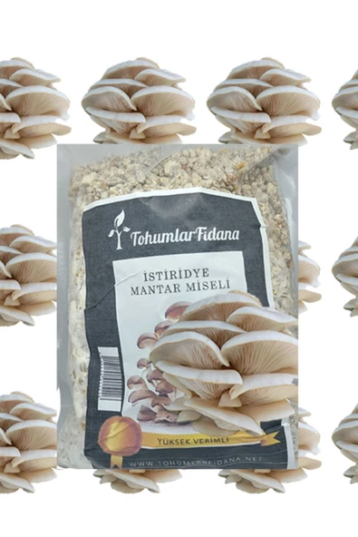 Kavak Ağacı Mantarı Tohumu Miseli 5kg Yeni Misel Istiridye Mantarı ( Rehber Hediyeli ) Kayın,kavak - 2