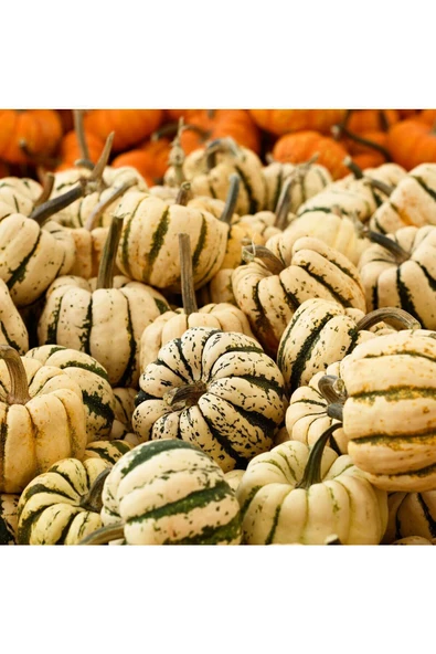 Şeker dumpling kabak tohumu geleneksel sweet dumpling squash