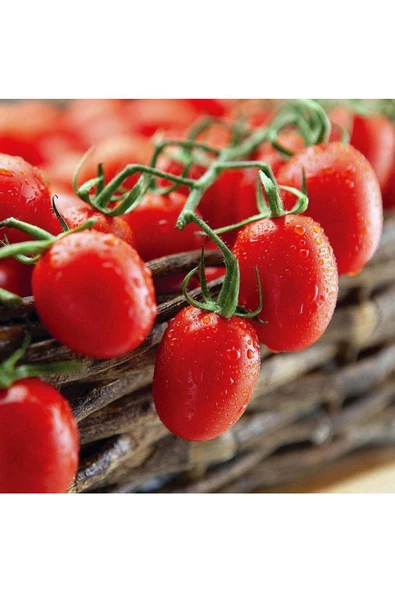 Atalık Bebek Üzümü domates tohumu sırık tip - 6