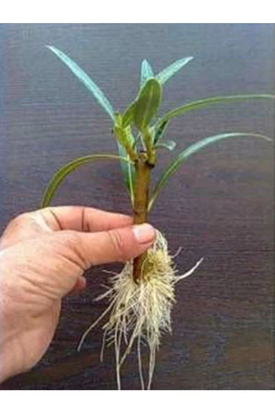 Doğal KÖKLENDİRME TOZU Köklendirme HORMONU ***2 Grm *** GİBBERELL - 5