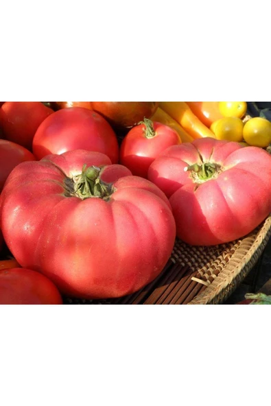 Pembe Ege köy domatesi tohumu atalık söğüşlük çeşit - 2