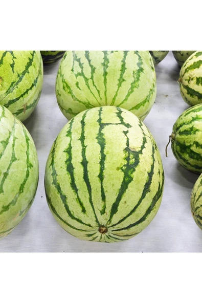 Erkenci karpuz tohumu geleneksel watermelon dixie queen - Resim 6
