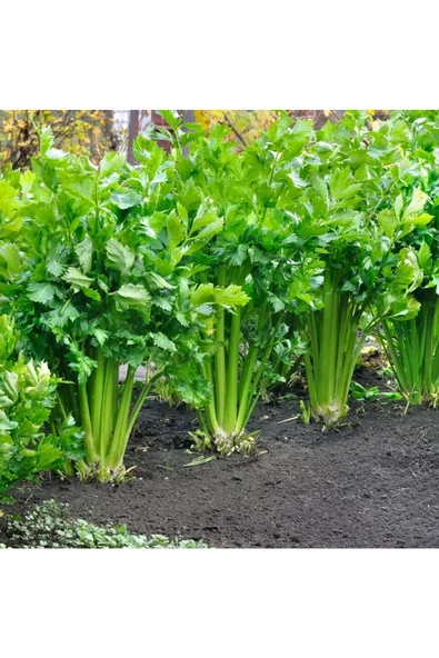 Sap kereviz tohumu tendercrisp Atalık diyet dostu - Resim 3