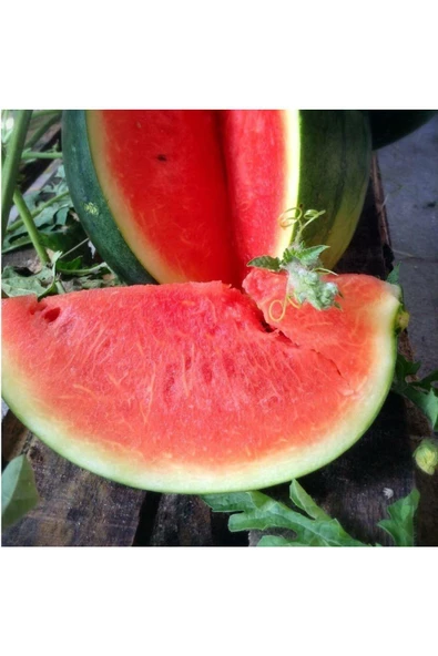 Siyah elmas karpuz tohumu geleneksel watermelon black diamond - 5