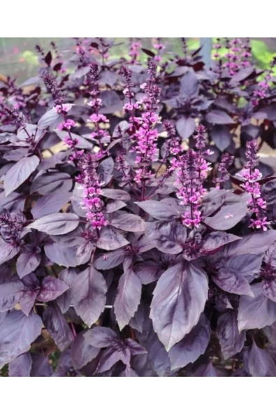 Ata Tohumu Yerli Doğal Kokulu Mor Reyhan Turan 1000 Adet Sebze Tohumu - 3