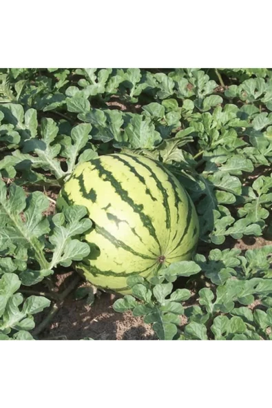 Erkenci karpuz tohumu geleneksel watermelon dixie queen - Resim 7