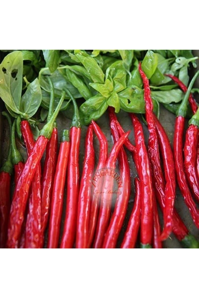 Cayenne kırmızı kıl biber tohumu chili pepper çok acı