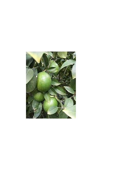 4kg Taze Limon Köyceğiz Yöresinden - 3