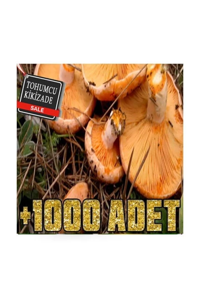 Kanlıca Mantarı Tohumları +1000 adet - 2