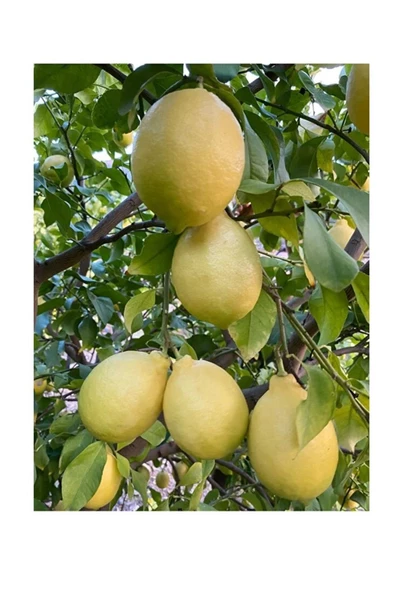 Portakal 3 Kg Limon 2 Kg - 7