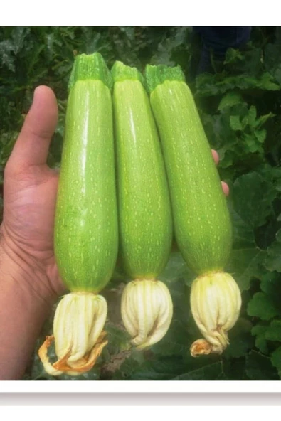 Ata Tohumu Yerli Doğal Aşlık Dolma Kabak Tohumu 20 Adet Tohum - 2