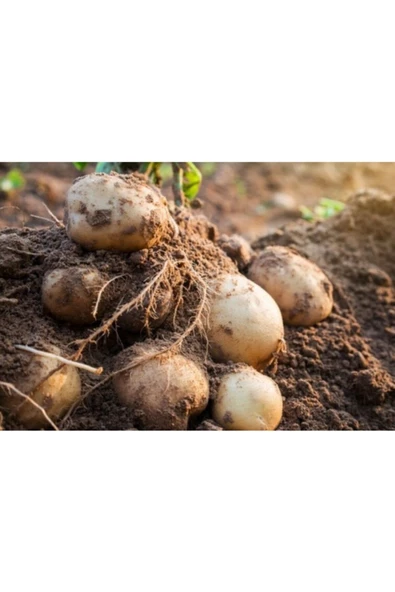 Fmb Güvenilir Gıda Patates 5 Kg - 4