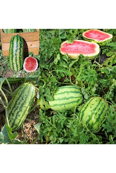 Jübile karpuz tohumu geleneksel jubilee watermelon seeds - Resim 5