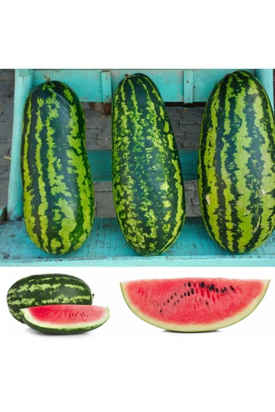 Jübile karpuz tohumu geleneksel jubilee watermelon seeds - Resim 6