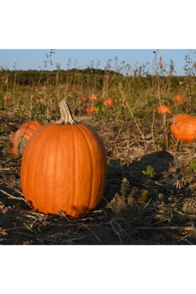Howden's Balkabağı Tohumu - Resim 3