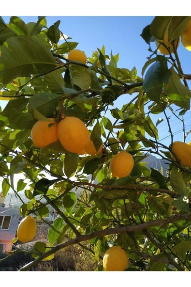 Limon Taptaze Bol Sulu En Az 5 kg - 2