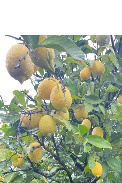 4kg Taze Limon Köyceğiz Yöresinden - 4