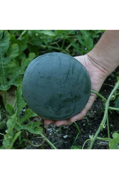 Sugar baby karpuz tohumu citrullus lanatus var - 2