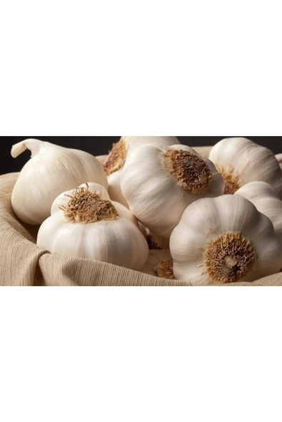 Kastamonu Taşköprü Sarımsak Ata Tohumu Duble Boy 1kg - 2