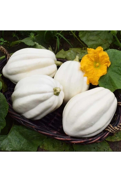 Patates püresi kışlık kabak tohumu mashed patato - 3