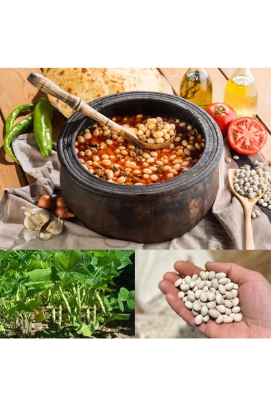 Erzincan şeker fasulyesi tohumu Atalık yerel tohum - 2