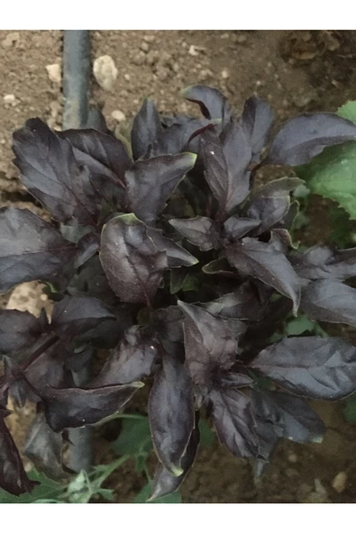 Reyhan Kurusu 250 gr - 2