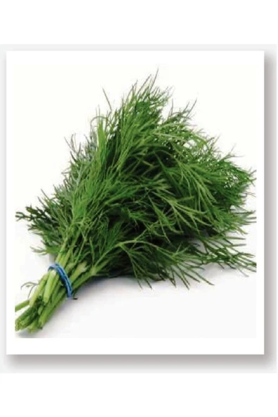 Karışık Yeşillik Sebze Seti Tohumları 6 Çeşit Sebze Biner Adet - 4