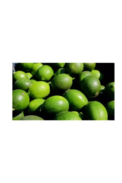 4kg Taze Limon Köyceğiz Yöresinden - 2