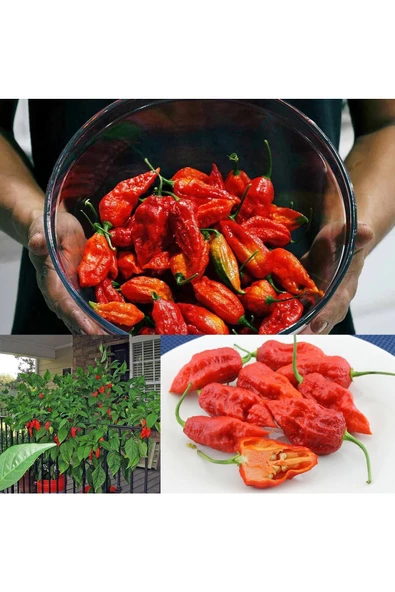 Dünyanın en acı biberi bhut jolokia biber tohumu - Resim 2
