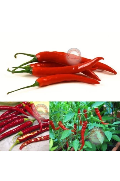 Cayenne kırmızı kıl biber tohumu chili pepper çok acı - 2