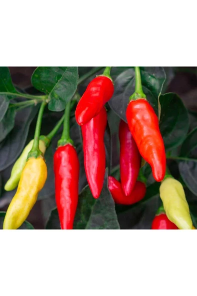 Tabasco acı biber tohumu - 5