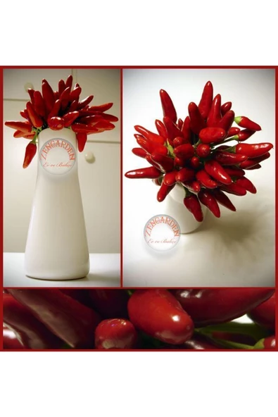 Mini kırmızı acı biber tohumu mini red hot chili pepper seeds - 4