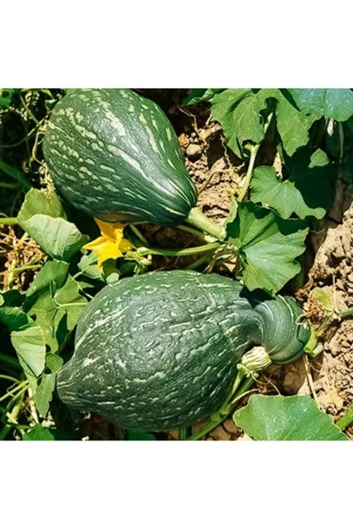 Yeşil Hubbard tatlı balkabağı tohumu Atalık tohum - Resim 6