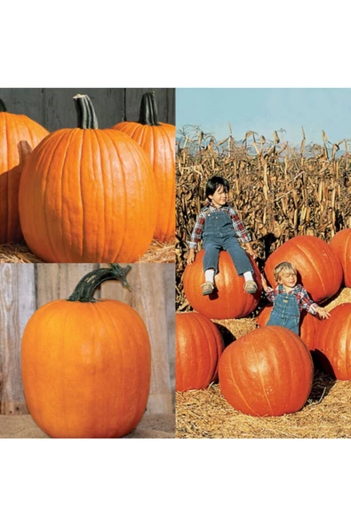 Howden's Balkabağı Tohumu - Resim 2