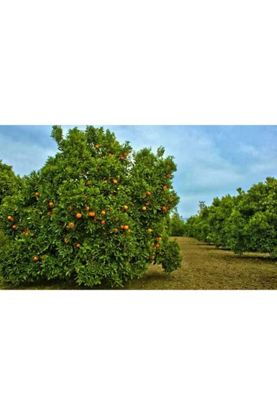 Portakal 5 kg. - 2