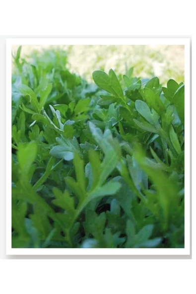 Karışık Yeşillik Sebze Seti Tohumları 6 Çeşit Sebze Biner Adet - 5