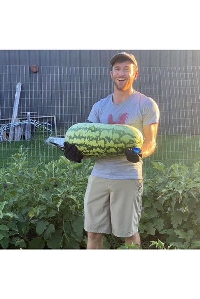 Jübile karpuz tohumu geleneksel jubilee watermelon seeds - Resim 4