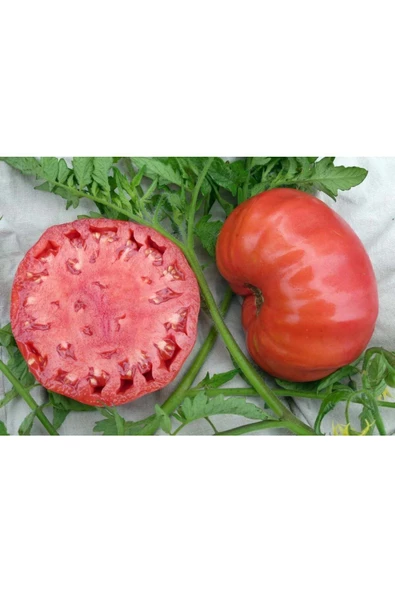 Atalık Pembe Kantar domatesi tohumu her biri 800 gr sırık tip - 5