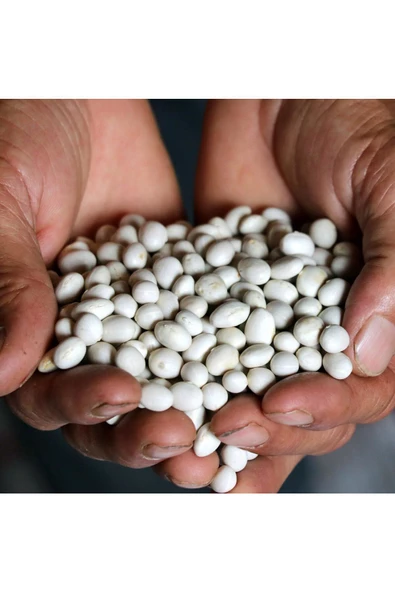 Erzincan şeker fasulyesi tohumu Atalık yerel tohum - 6