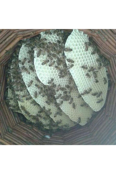 Yabani Dağ Balı Süzme (850 gr) - 4