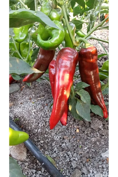 TARLADAN KIRMIZI KAPYA BİBER 5 KG