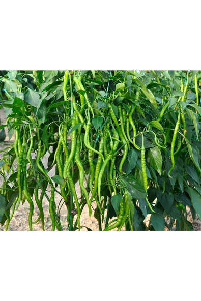 KIL BİBER TATLI 1 KG ELİT AGRO ürün görseli 1