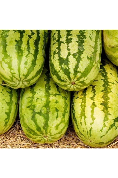 Jübile karpuz tohumu geleneksel jubilee watermelon seeds - Resim 2