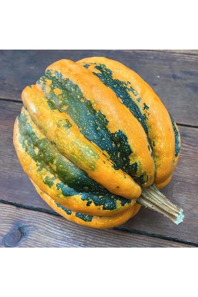 Kamo Kamo yazlık kışlık kabak tohumu squash - 4