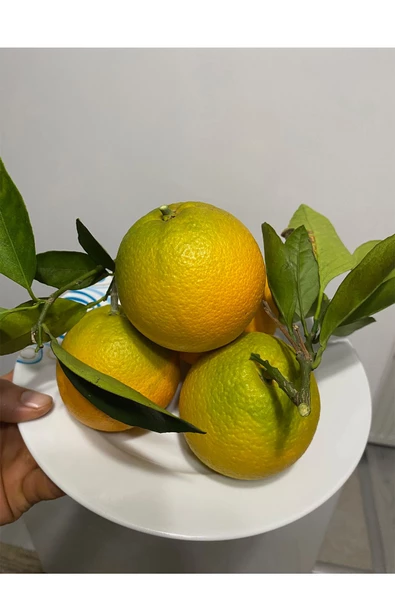 4 kg taze portakal köyceğiz yöresinden - Resim 5