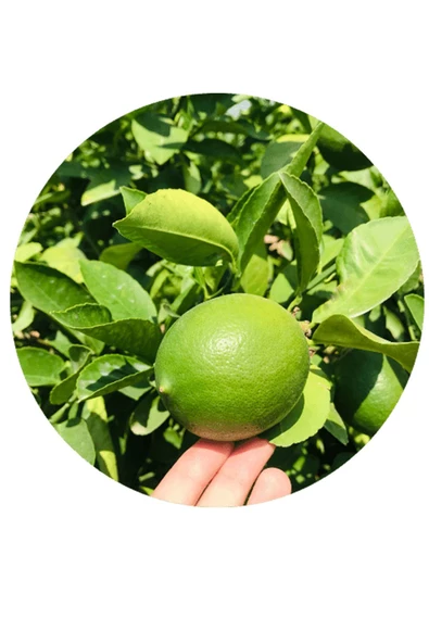 4kg Taze Limon Köyceğiz Yöresinden