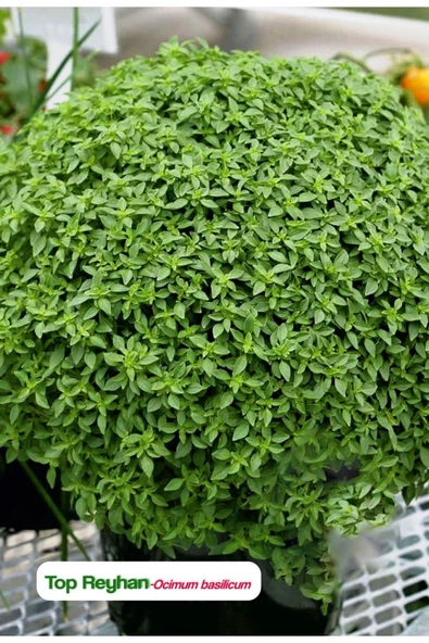 Top Reyhan/top Fesleğen Çiçeği Tohumu - 2