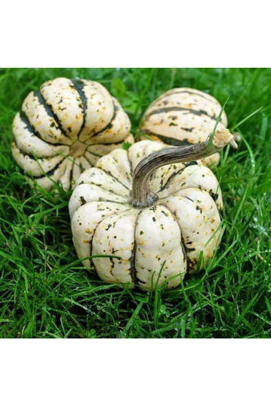 Şeker dumpling kabak tohumu geleneksel sweet dumpling squash - 7