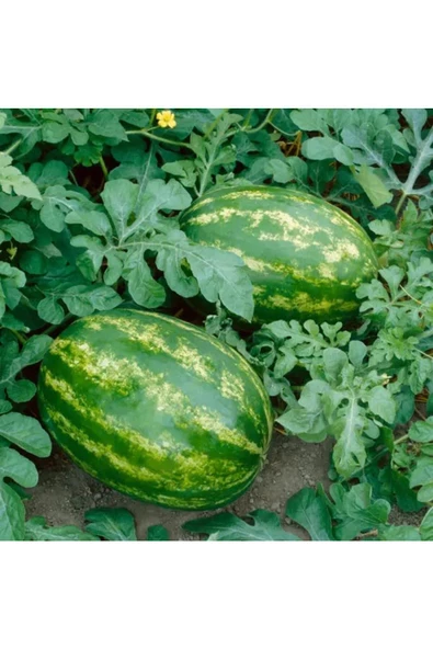 All sweet karpuz tohumu geleneksel all sweet heirloom watermelon seeds - 4