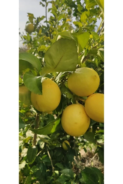 1 Kg Limon Dalından Taze Yeşil